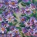 Asters d'automne