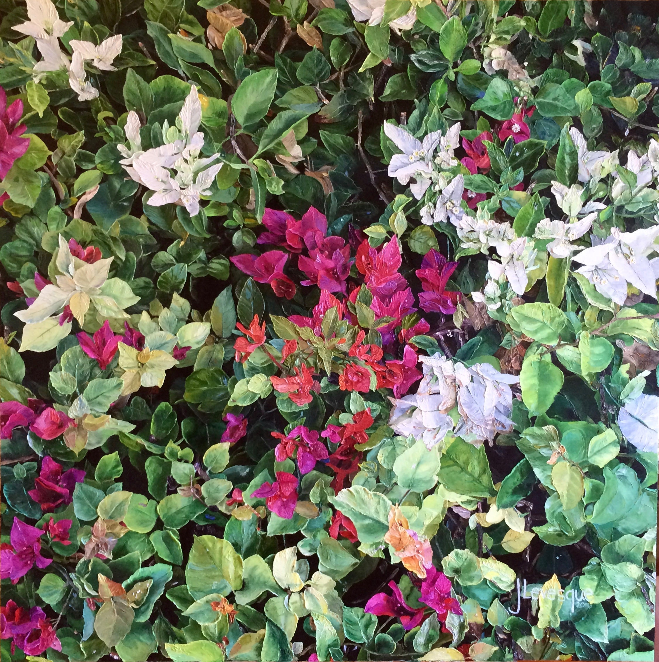 Bougainvillea
