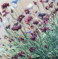 Fleurs au vent