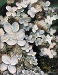 Hydrangea paniculata