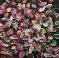 Hydrangeas